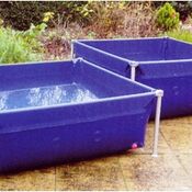 NEMO1.jpg