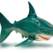 Swimming Pool Rainbow Reef Great White Shark