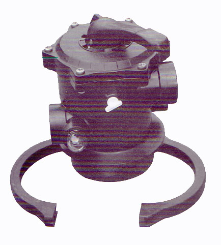 Tagelus also azure 19 to 26