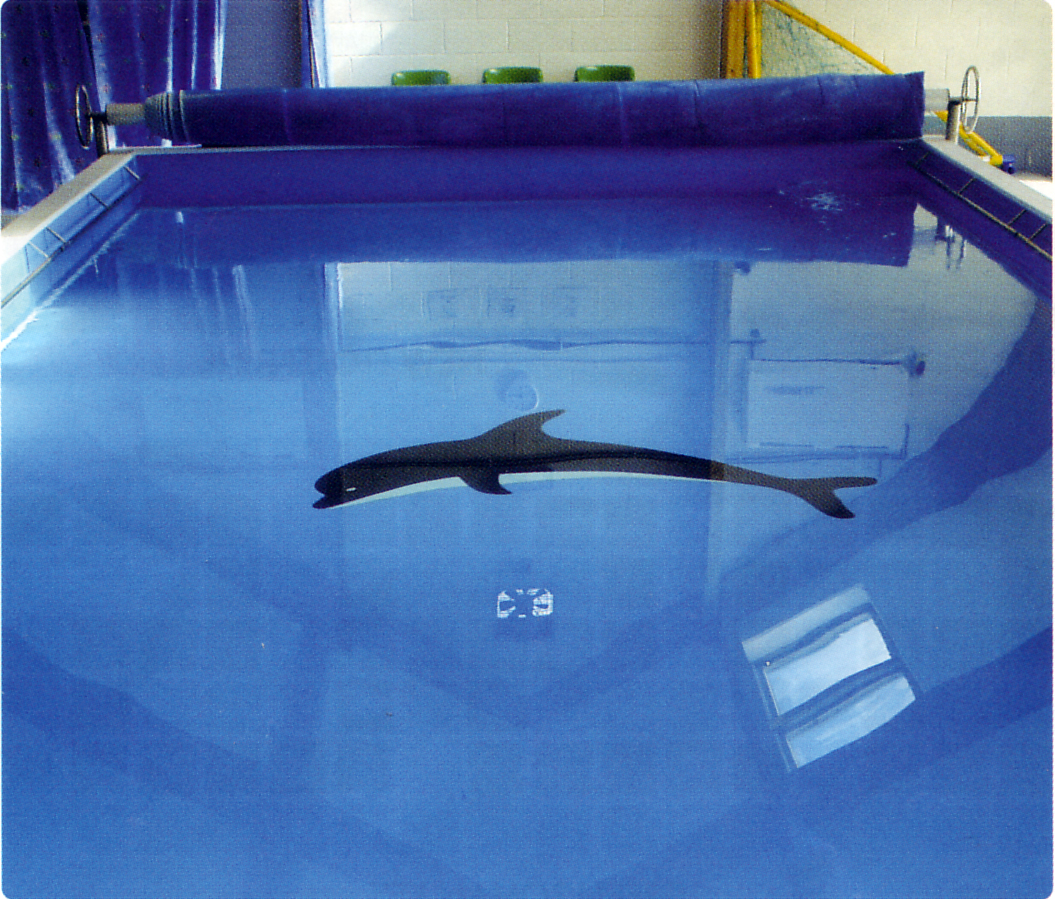 Dolphin motif in pool